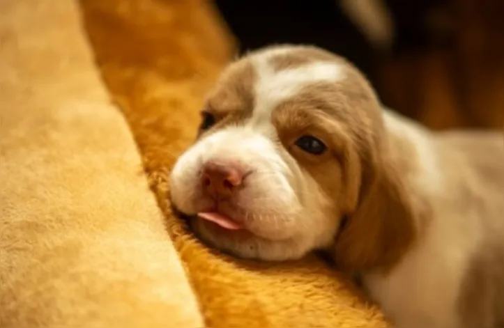 Imagem ilustrativa da imagem Vida em 4 patas: as mudanças que os cachorros vivem em cada idade