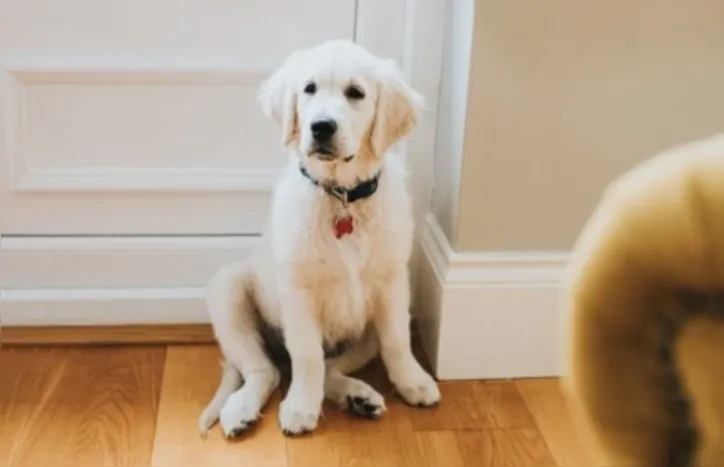 Imagem ilustrativa da imagem Vida em 4 patas: as mudanças que os cachorros vivem em cada idade