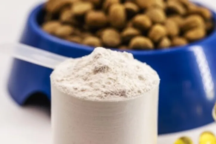 Imagem ilustrativa da imagem Whey protein também é para pets? Veterinário explica o uso e riscos