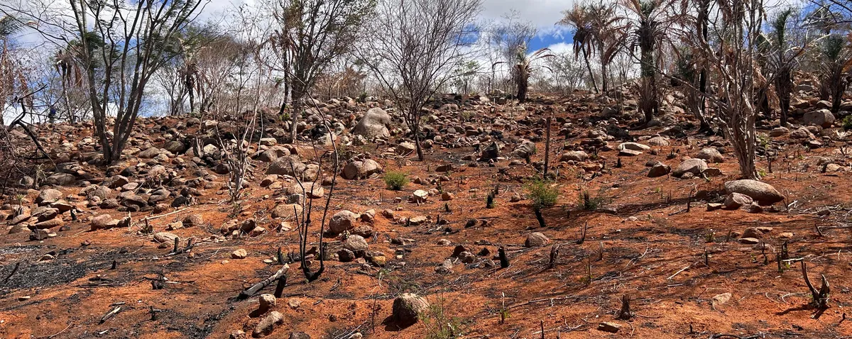 Alagoas tem aumento na área e na intensidade da seca, aponta monitor