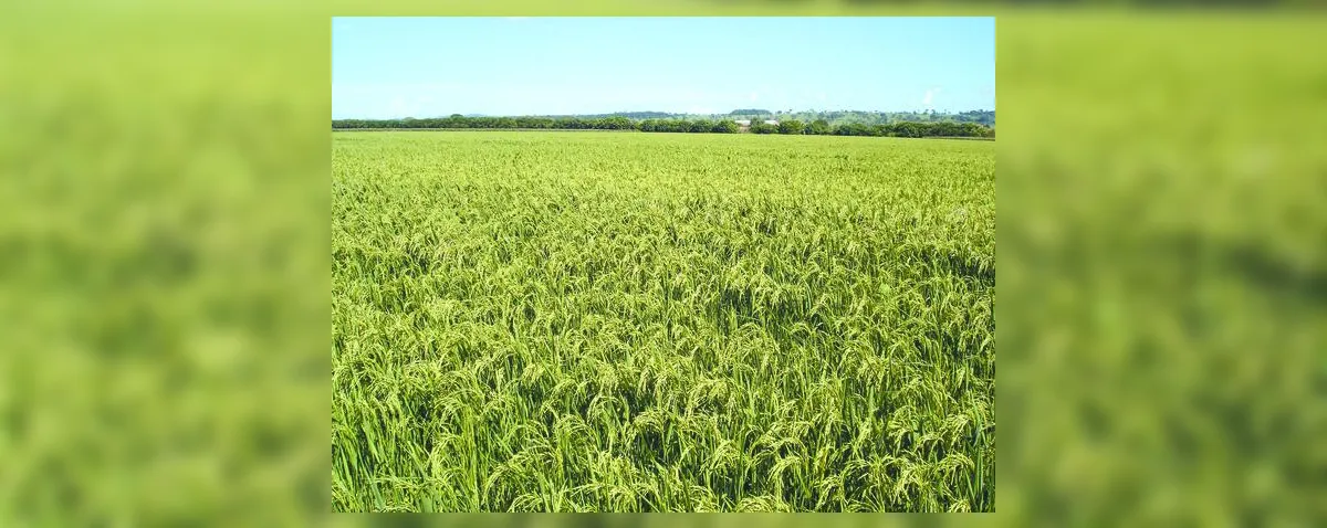Preço do arroz cai e prejudica agricultores alagoanos