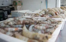 Produção de camarão em AL movimenta R$ 64,5 milhões