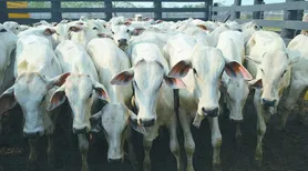 Abates de bovinos, suínos e frangos batem recorde no 3º trimestre