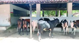 Adeal certifica primeiro estabelecimento livre de brucelose no Estado