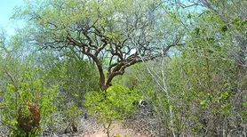 Bioherbicida à base de bactéria da Caatinga pode controlar plantas invasoras