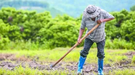 CMN reajusta preços mínimos para a agricultura familiar