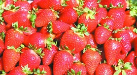 Cultivar Fênix dobra produção de mudas de morango e amplia presença no País