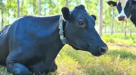 Novos protocolos estabelecem práticas de baixo carbono na produção de leite
