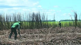 Usinas contabilizam mais de 9,5 milhões de toneladas de cana processadas