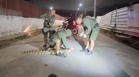 BPA resgata 105 jacarés em áreas urbanas de Alagoas