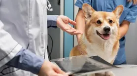 Descubra exames e cuidados mais comuns que os pets podem precisar