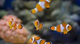 Peixes também são pets e exigem mais cuidados do que parecem