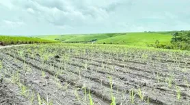 Produtores de cana afirmam que setor passa por momento crítico