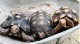 Resgates e entregas voluntárias levam 7,2 mil animais silvestres a centro gerido pelo IMA