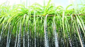 Zoneamento de risco climático da cana-de-açúcar é revisado e atualizado