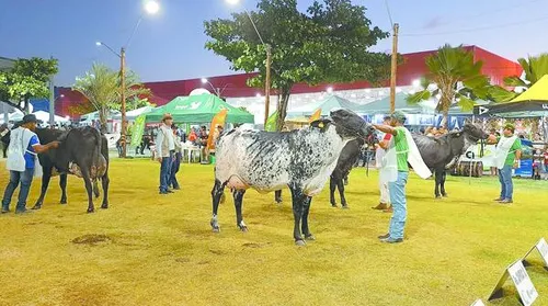 ACA divulga calendário de 2026 das grandes exposições agropecuárias de Alagoas - Imagem