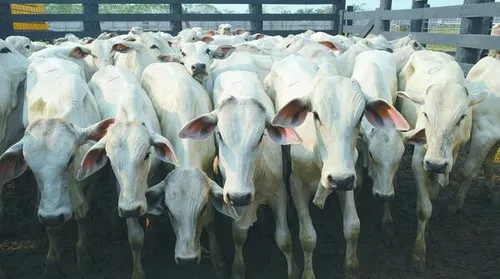 Abates de bovinos, suínos e frangos batem recorde no 3º trimestre - Imagem