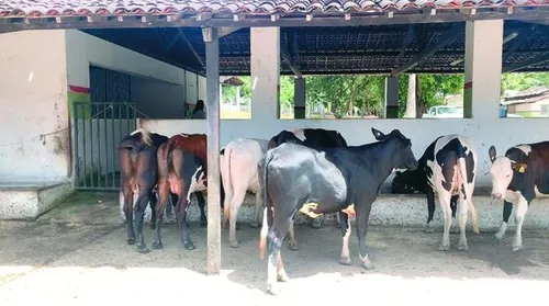 Adeal certifica primeiro estabelecimento livre de brucelose no Estado - Imagem