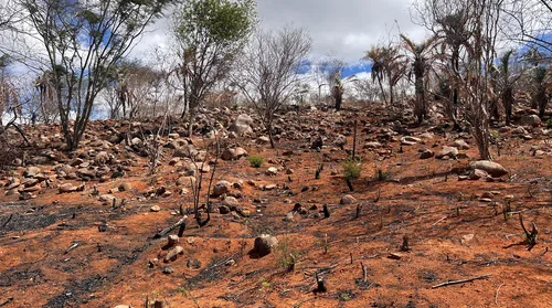 Alagoas tem aumento na área e na intensidade da seca, aponta monitor - Imagem