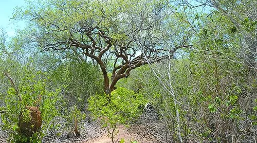 Bioherbicida à base de bactéria da Caatinga pode controlar plantas invasoras - Imagem