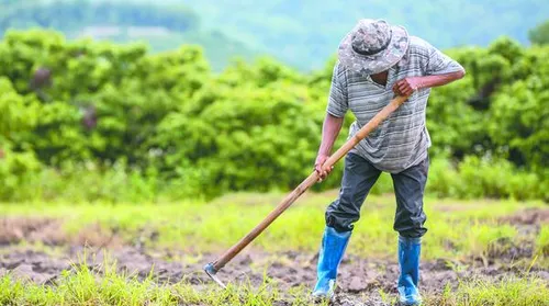 CMN reajusta preços mínimos para a agricultura familiar - Imagem