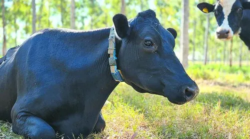 Novos protocolos estabelecem práticas de baixo carbono na produção de leite - Imagem