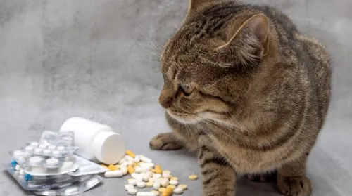 Perigo! Descubra os itens comuns em casa que são tóxicos para gatos - Imagem