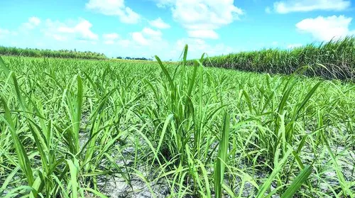 Safra de cana pode alcançar 18 milhões de toneladas com aumento na produção de etanol em Alagoas - Imagem