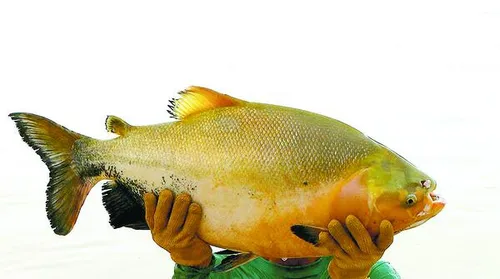 Técnica duplica o ganho de peso de tambaqui em tanque-rede - Imagem