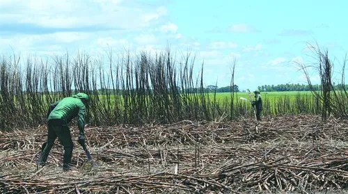 Usinas contabilizam mais de 9,5 milhões de toneladas de cana processadas - Imagem