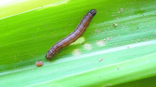 Bioinseticida atinge mais de 85% de eficácia no controle da lagarta-do-cartucho - Imagem