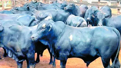 Boitel Pindorama abre mercado internacional com primeira exportação de animais hospedados - Imagem