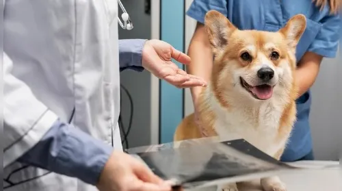 Descubra exames e cuidados mais comuns que os pets podem precisar - Imagem
