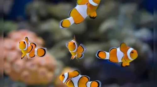 Peixes também são pets e exigem mais cuidados do que parecem - Imagem