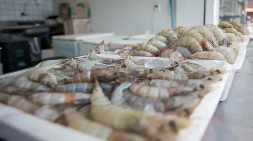 Produção de camarão em AL movimenta R$ 64,5 milhões - Imagem