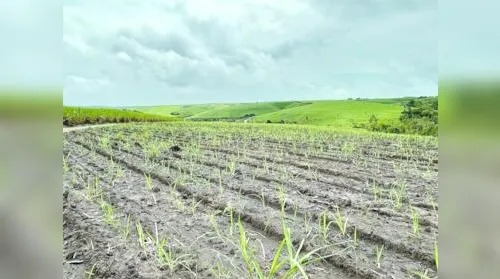 Produtores de cana afirmam que setor passa por momento crítico - Imagem