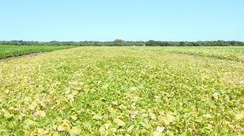 Projeto vai desenvolver bioinsumo agrícola multifuncional para diferentes culturas - Imagem