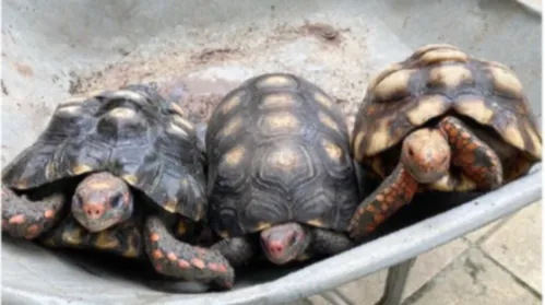 Resgates e entregas voluntárias levam 7,2 mil animais silvestres a centro gerido pelo IMA - Imagem