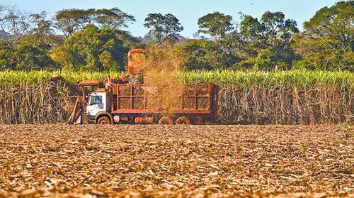 Safra de cana supera 11,2 milhões de toneladas esmagadas em Alagoas - Imagem