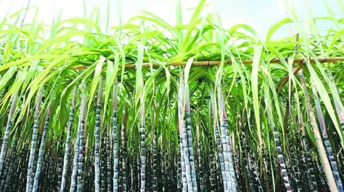 Zoneamento de risco climático da cana-de-açúcar é revisado e atualizado - Imagem