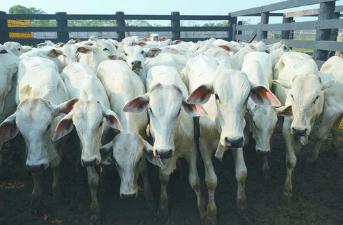 Abates de bovinos, suínos e frangos batem recorde no 3º trimestre