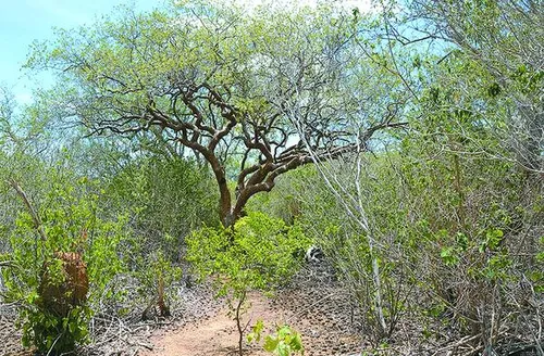 Bioherbicida à base de bactéria da Caatinga pode controlar plantas invasoras