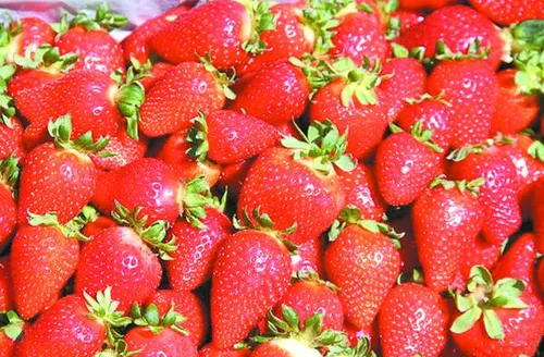 Cultivar Fênix dobra produção de mudas de morango e amplia presença no País