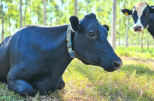 Novos protocolos estabelecem práticas de baixo carbono na produção de leite