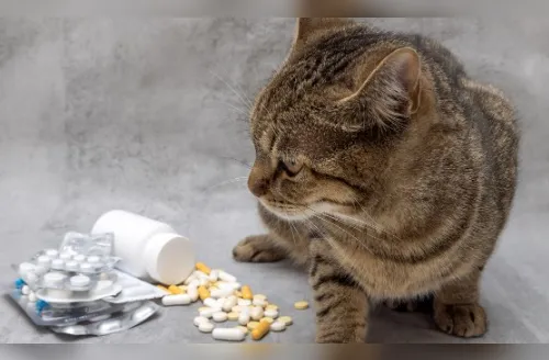 Perigo! Descubra os itens comuns em casa que são tóxicos para gatos