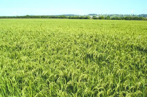 Preço do arroz cai e prejudica agricultores alagoanos