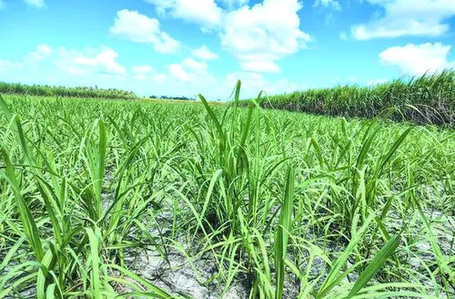 Safra de cana pode alcançar 18 milhões de toneladas com aumento na produção de etanol em Alagoas