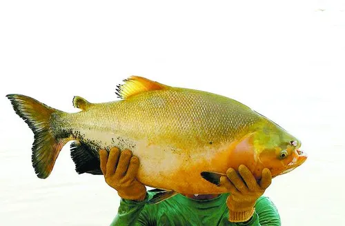 Técnica duplica o ganho de peso de tambaqui em tanque-rede