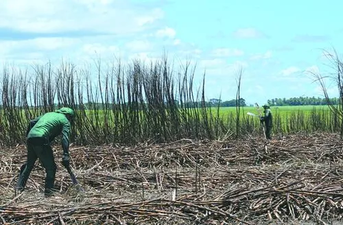 Usinas contabilizam mais de 9,5 milhões de toneladas de cana processadas