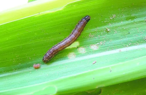 Bioinseticida atinge mais de 85% de eficácia no controle da lagarta-do-cartucho